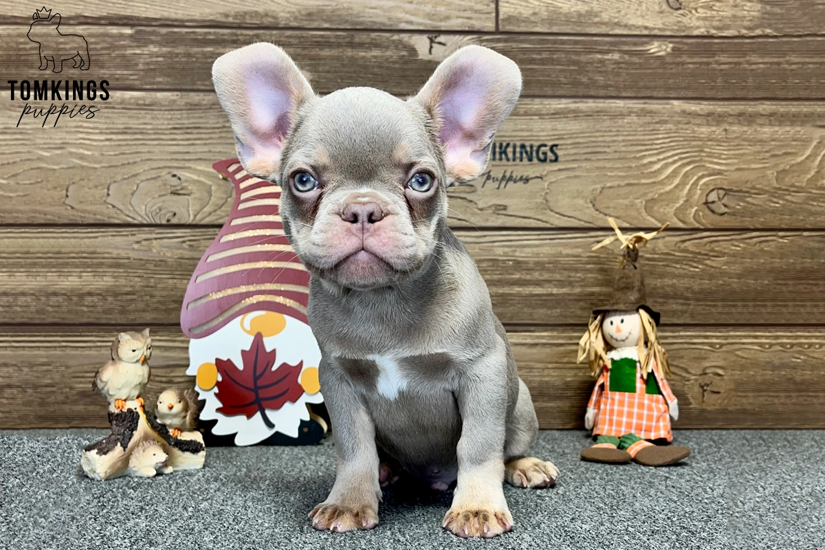 Archie, available French Bulldog puppy at TomKings Puppies