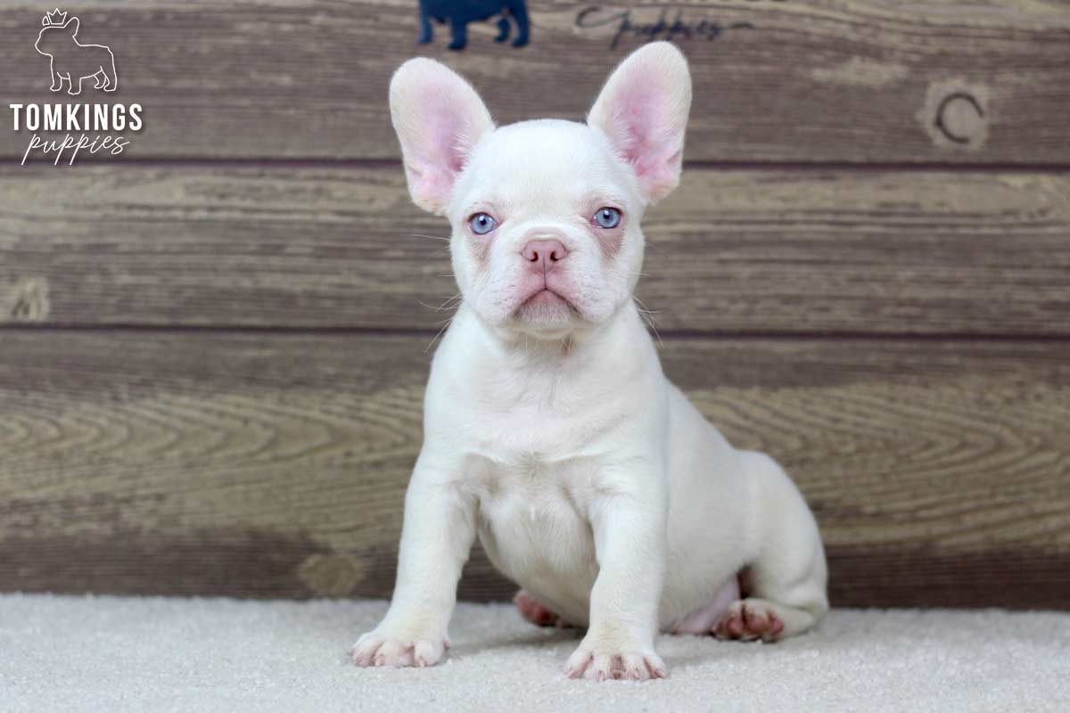 MON AMI DARCY FRENCH BULLDOG