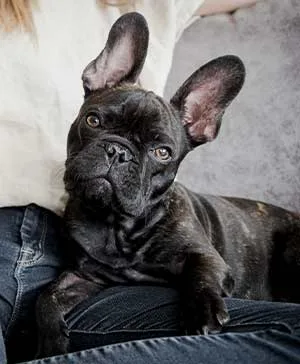 frenchie cuddles