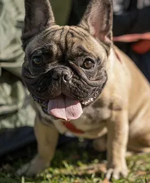 frenchie showstopper