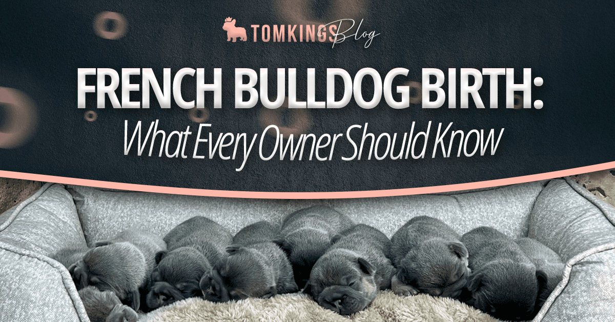 French Bulldog Birth: What Every Owner Should Know