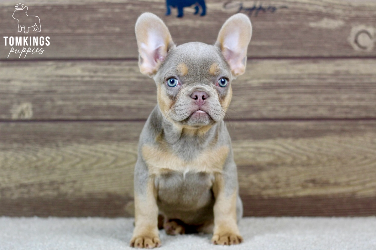 Viola, available French Bulldog puppy at TomKings Puppies