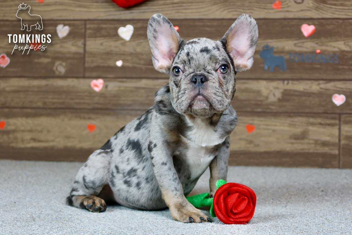 Victor, the superstar