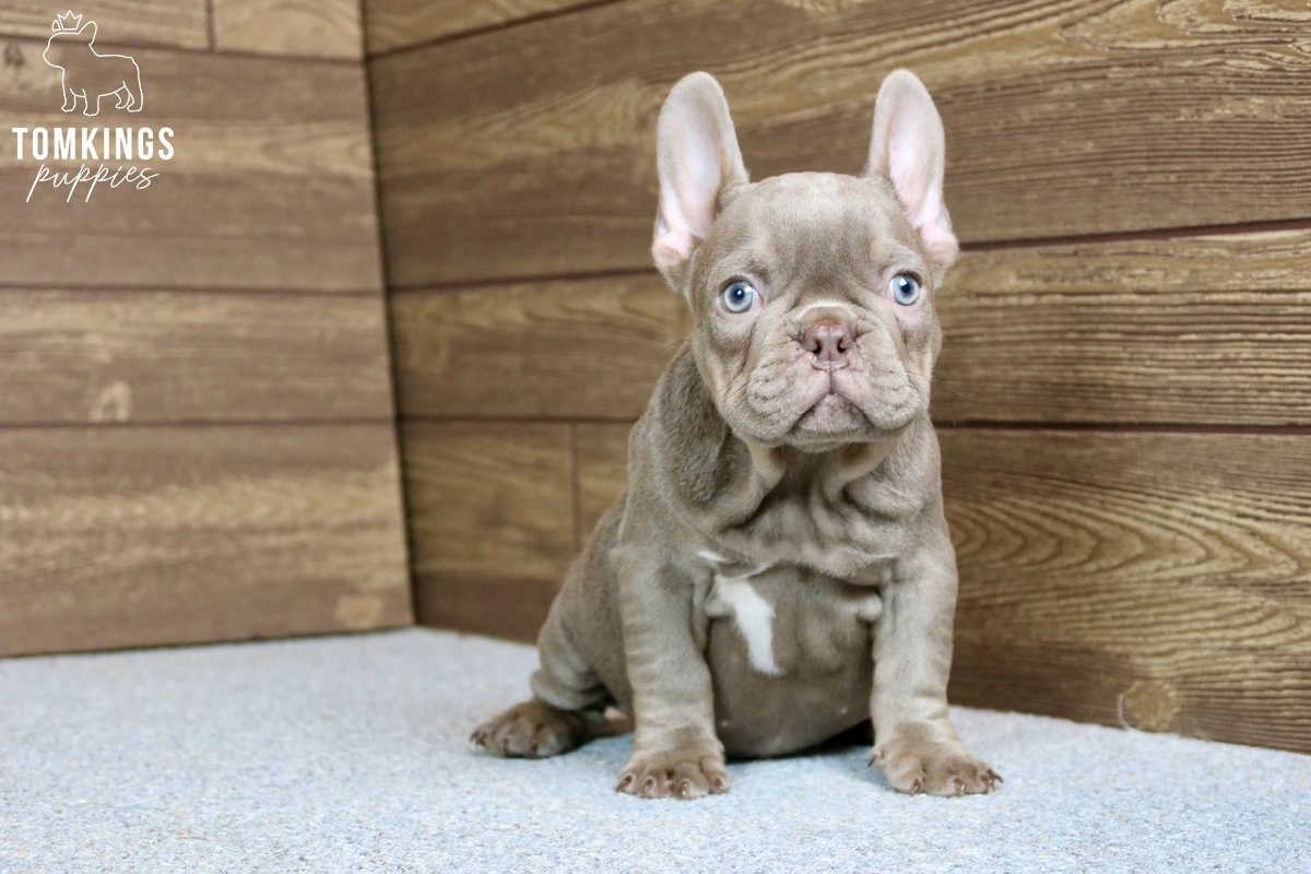 Wolfe, the wonderboy