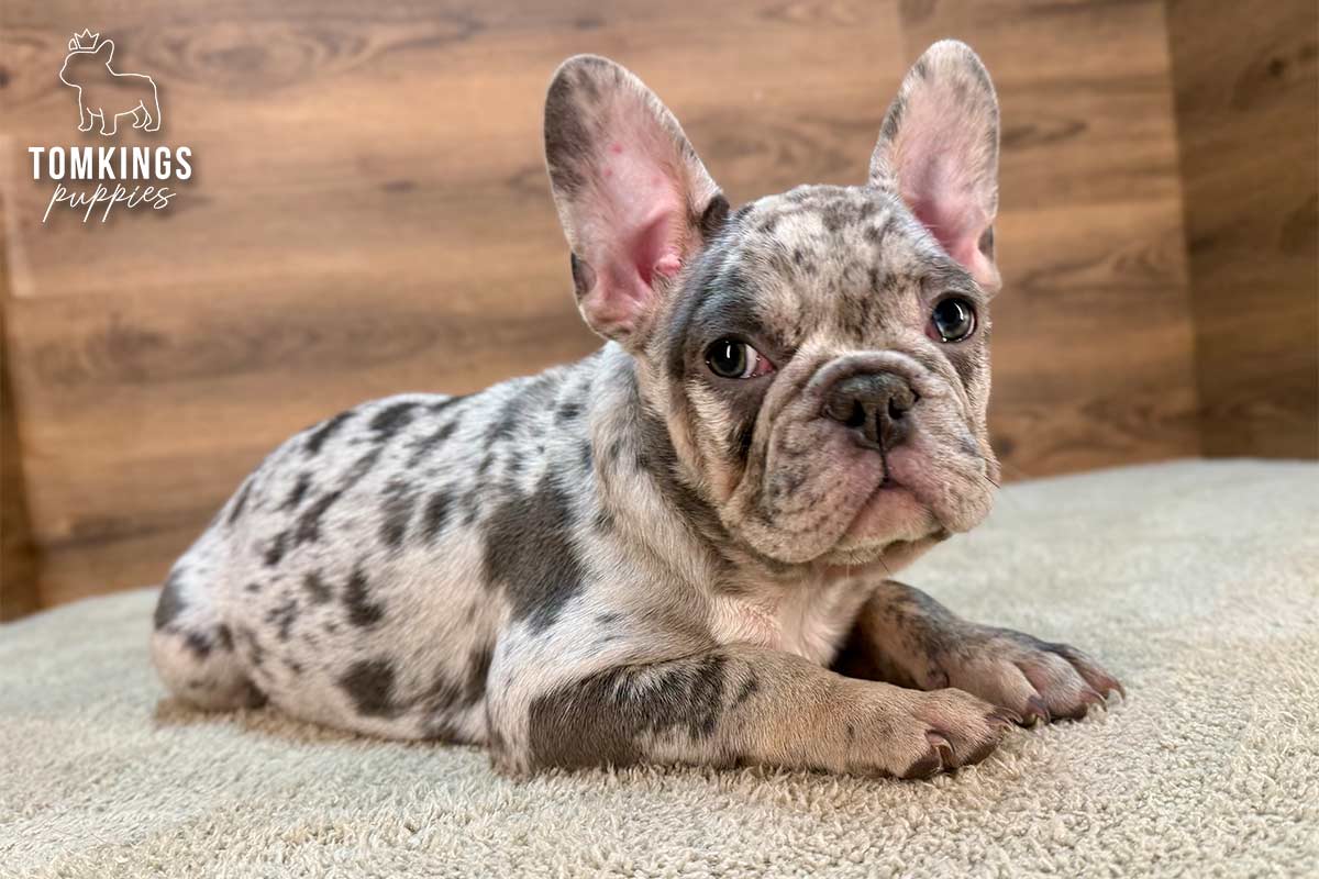 Amaretto, the gentle