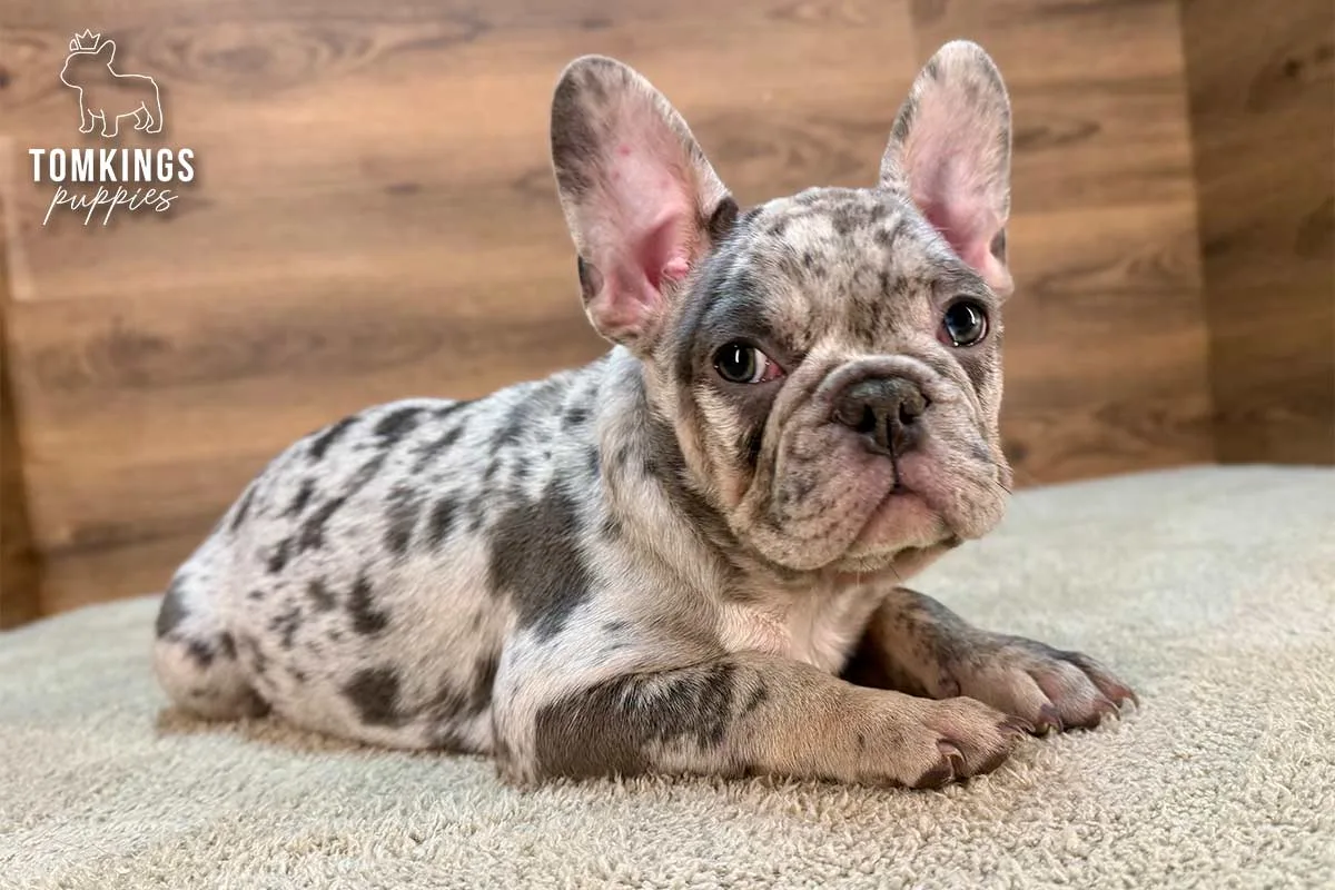 Amaretto, the gentle