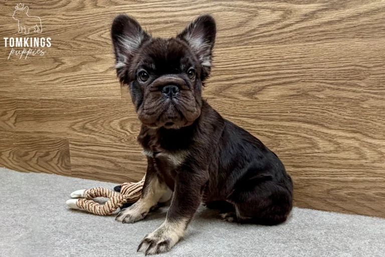 Callie, available French Bulldog puppy at TomKings Puppies