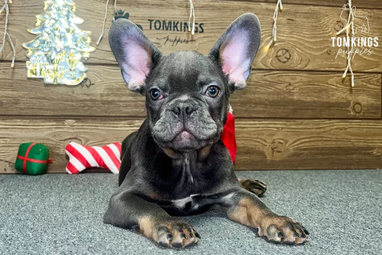 Lucien, available French Bulldog puppy at TomKings Puppies