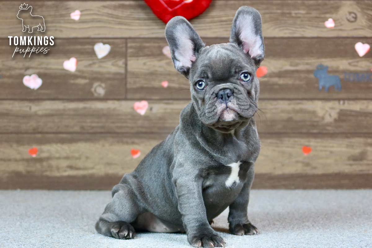 Thea, the Elegant Princess