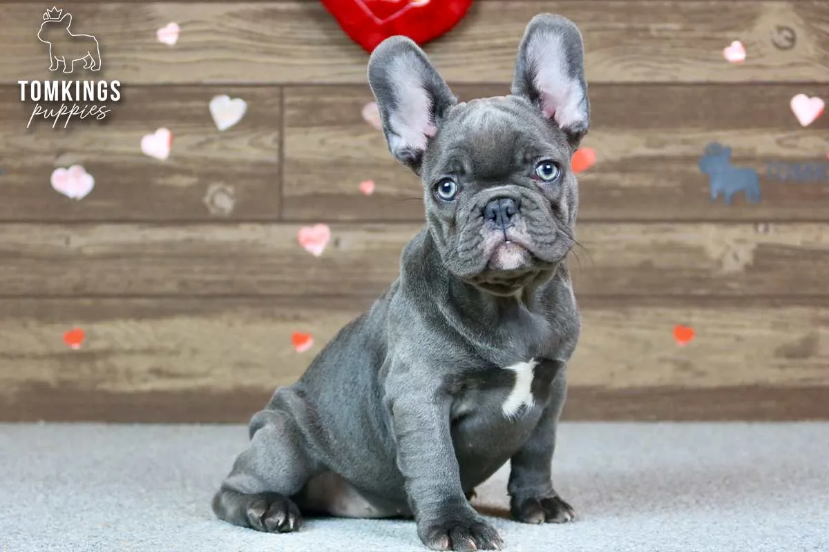 Thea, the Elegant Princess