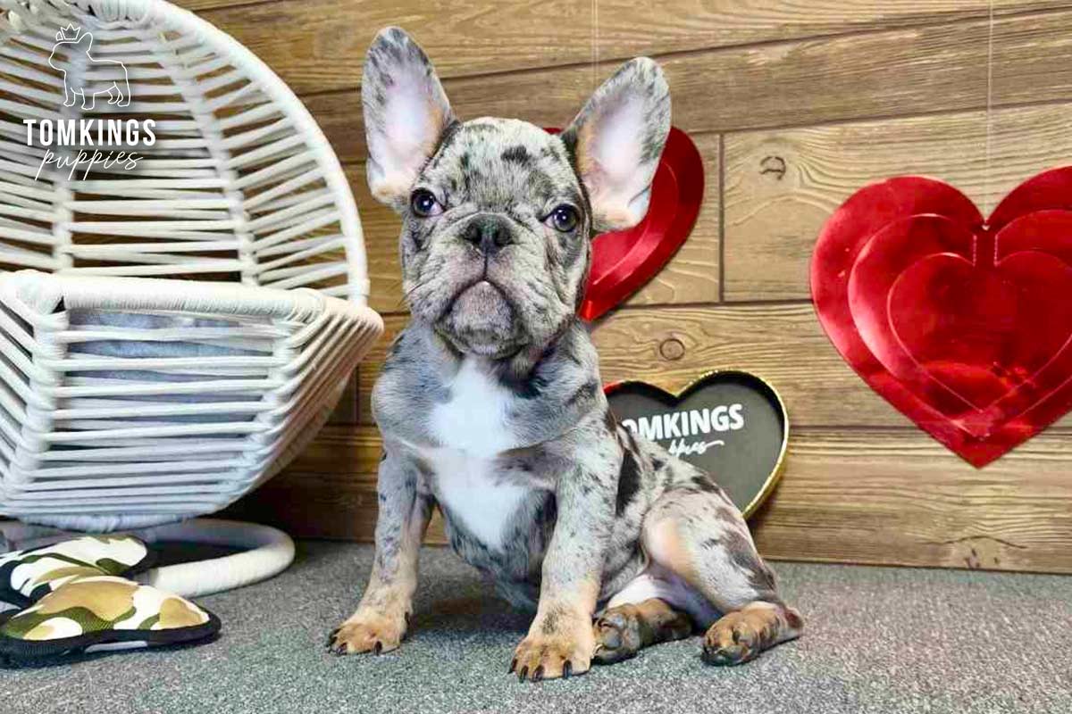 Victor, the superstar