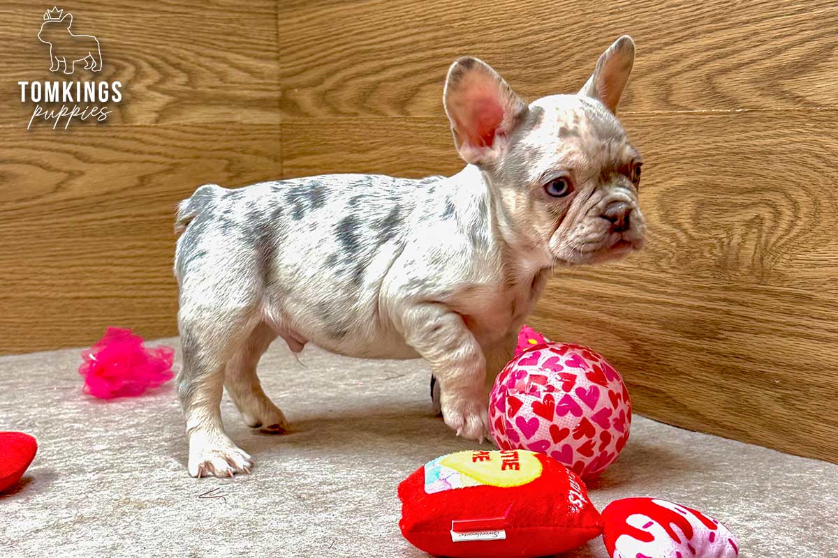 Atlas, the Small Strongman