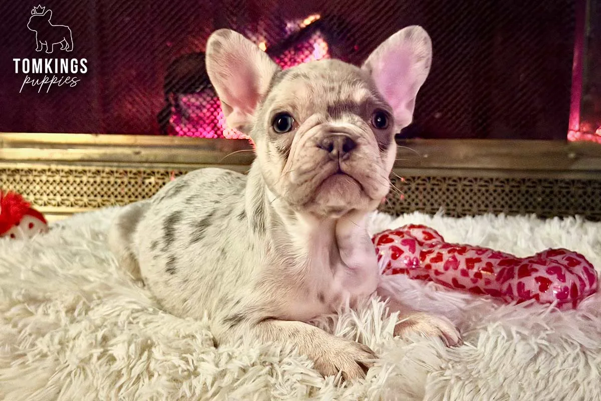 Atlas, the Small Strongman