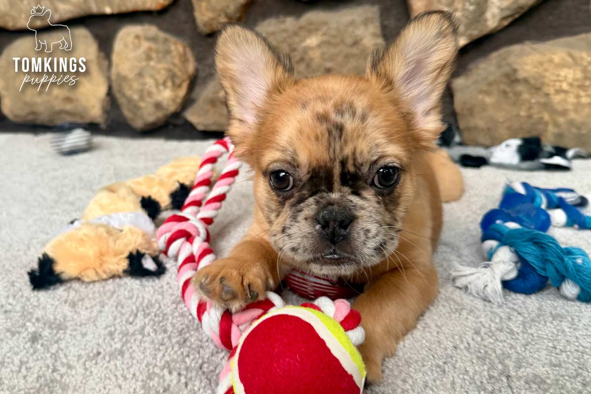 Cajun, the Sassy Sweetheart