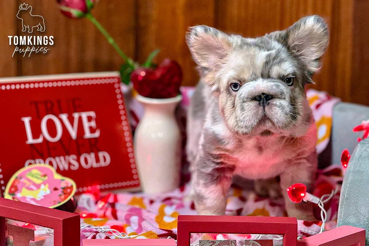 Claus, the Couch King