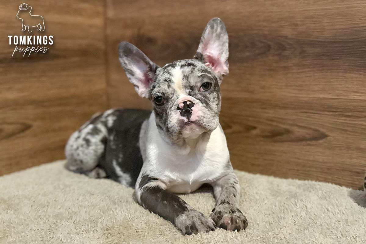 Cocoa, the Curious Explorer