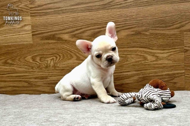 Dixon, the Mellow Fellow