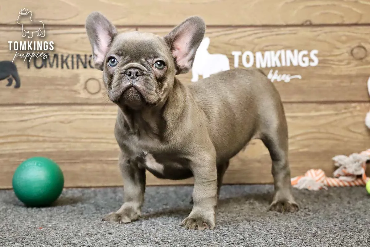 Elsie, the Pocket Detective