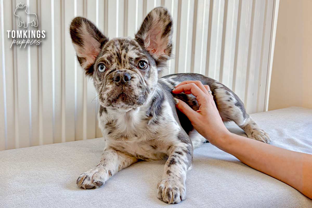 Gracie, the Patchy Beauty