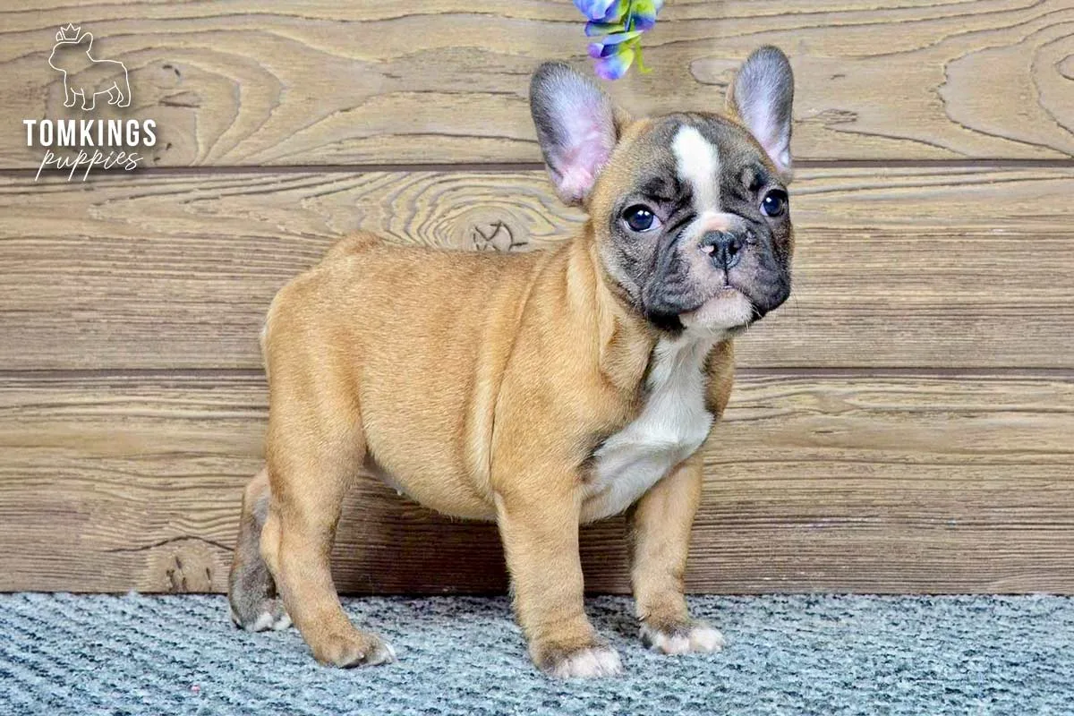 Jane, the Golden Girl