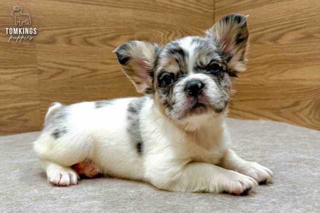 Jazz, the Party Starter