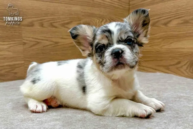 Jazz, the Party Starter