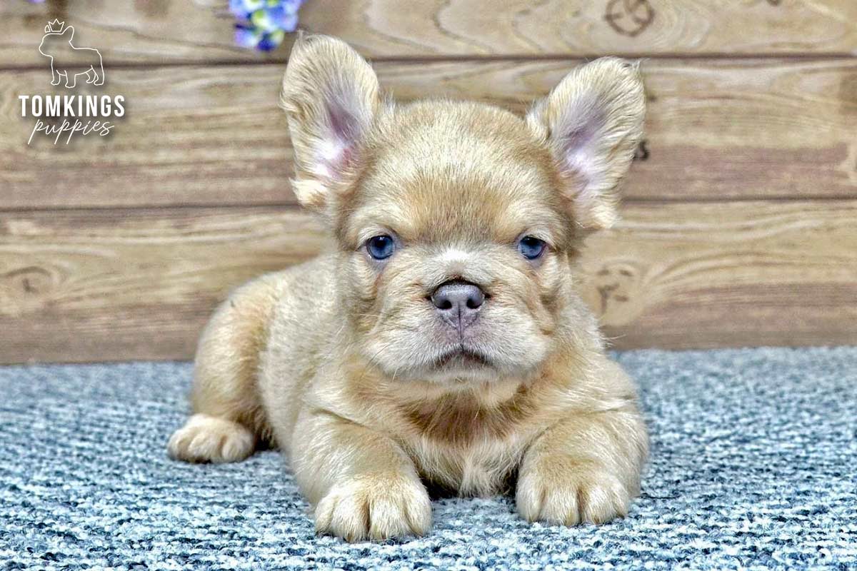 Jonathan, the plush toy