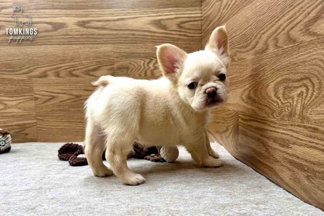 Metairie, the Graceful Empress