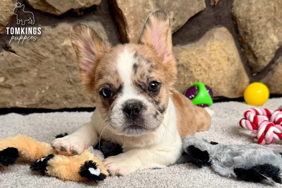 Pecan, the Cuddle Collector