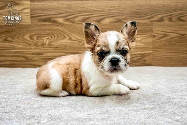 Pecan, the Cuddle Collector