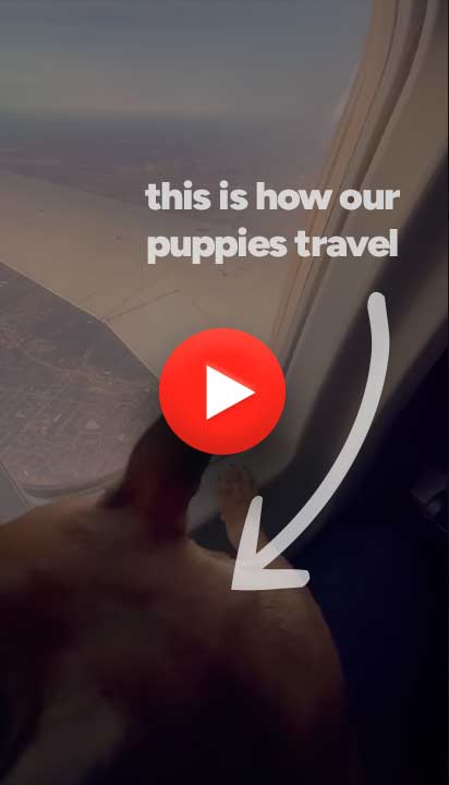 Puppy Journey video thumbnail