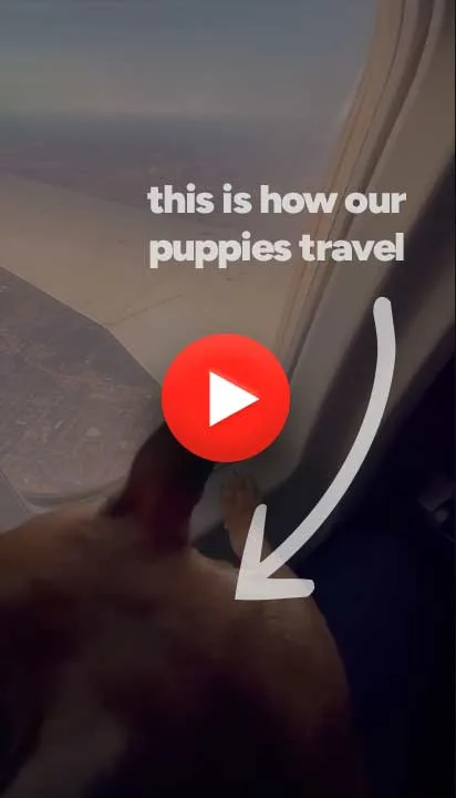 Puppy Journey video thumbnail