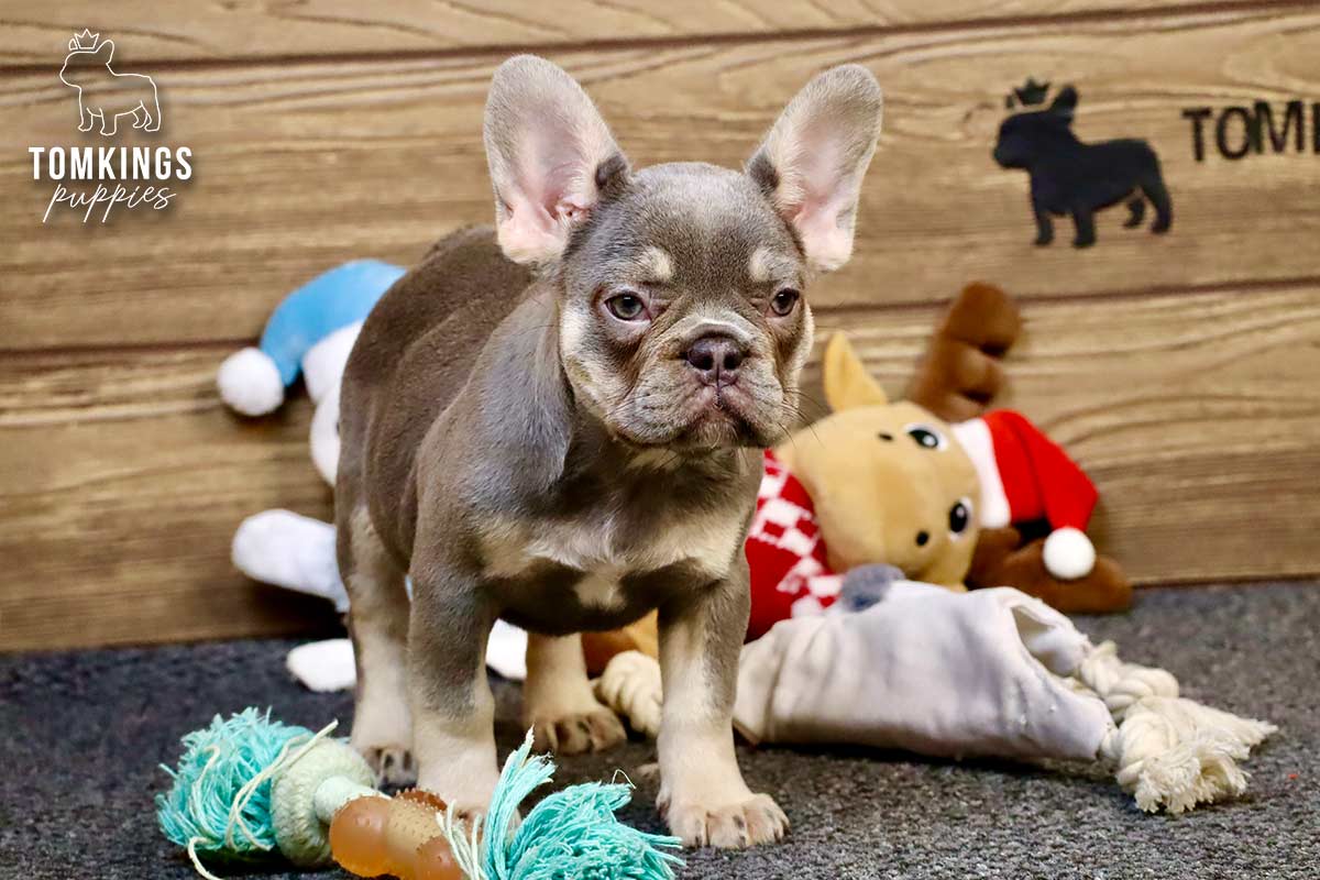 Remi, the Ball Bandit