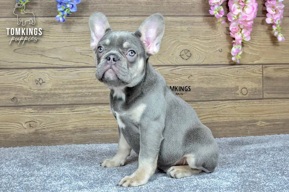 Remi, the Ball Bandit