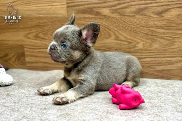 Rex, the Paw Prodigy