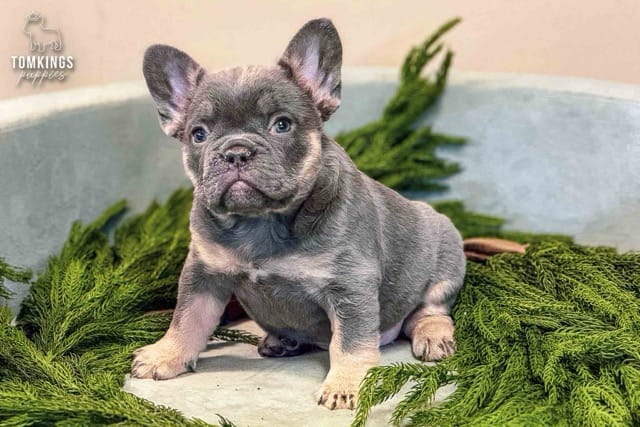 Ruby, the Hidden Gem