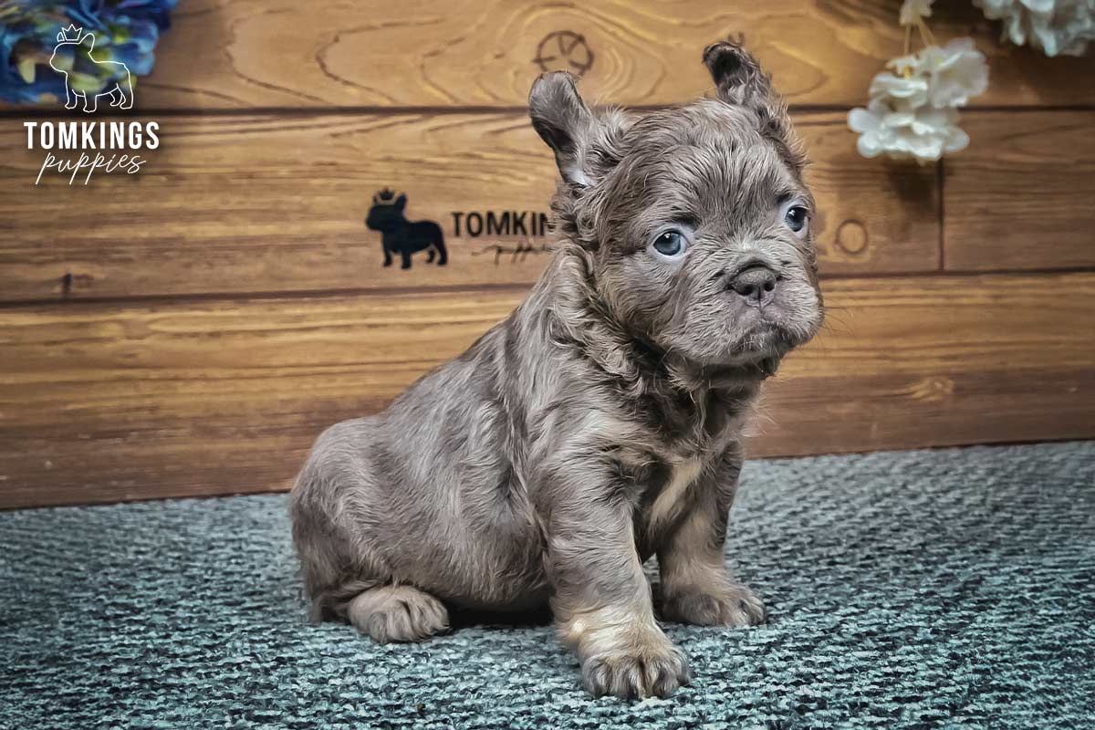 Violet, the Delicate Flower