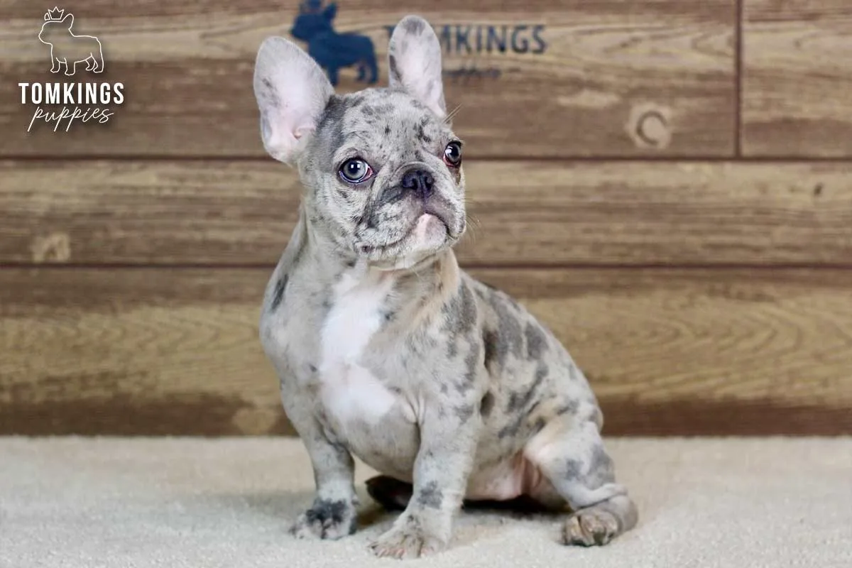 Ariana, the Cheerful Girlie