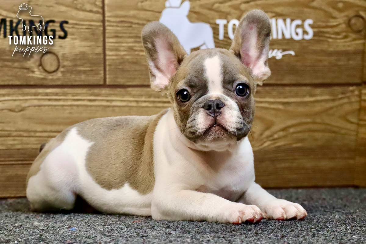 Barett, the Heart Stealer