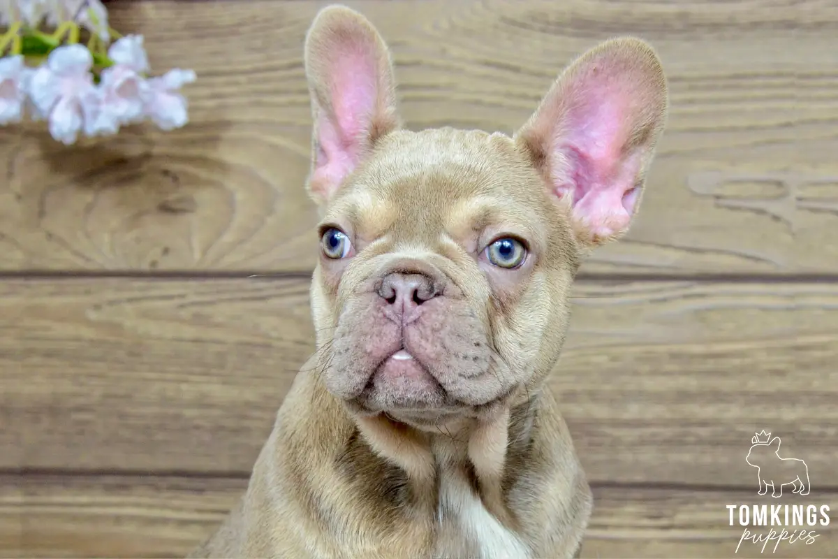 Betania, the Blossom Duchess