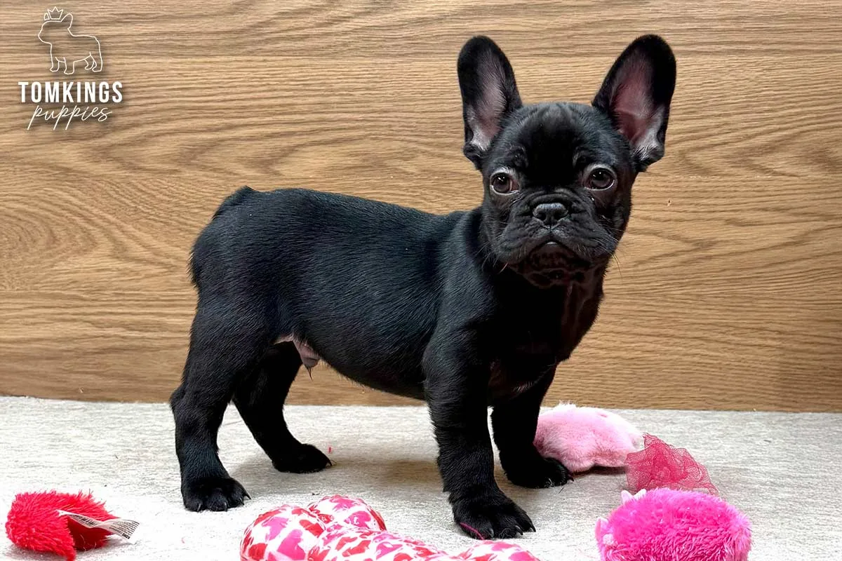 Bodhi, the Quiet Knight