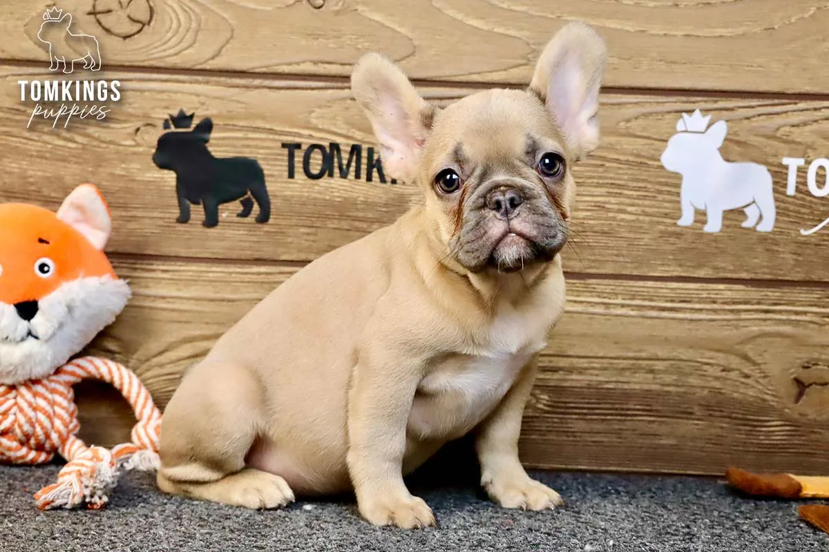 Chase, the Little Gentleman