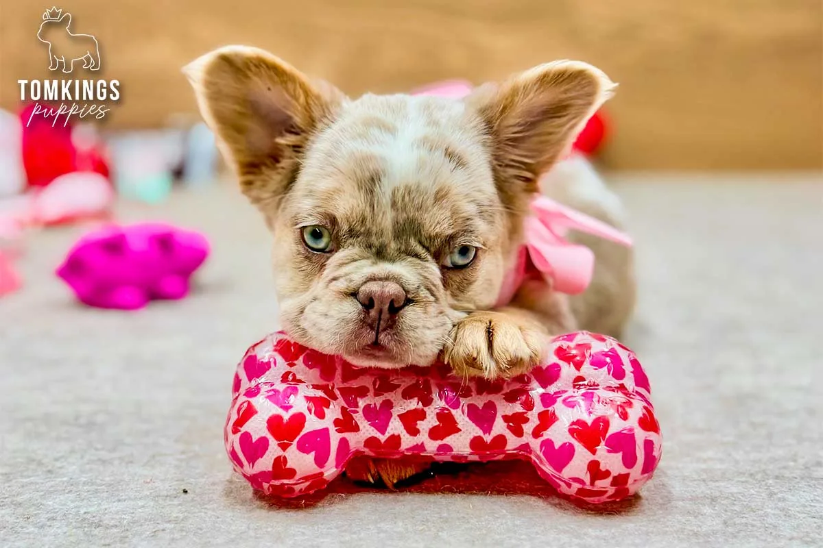 Daiquiri, the Playful Pouncer