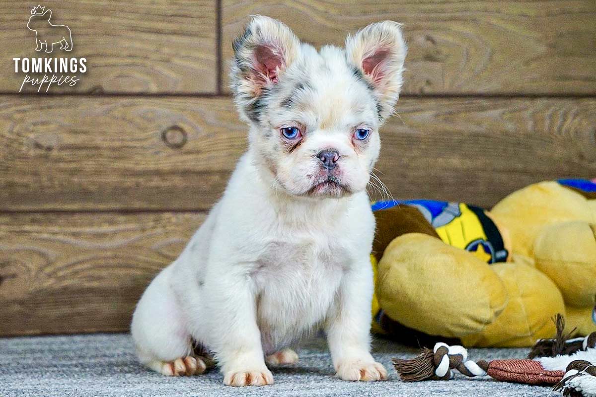 Dove, the Sweet Girl