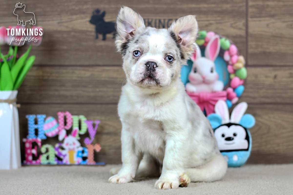 Dove, the Sweet Girl