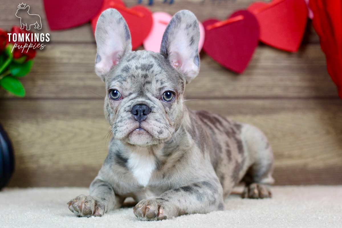 Grey, the Calm Guardian