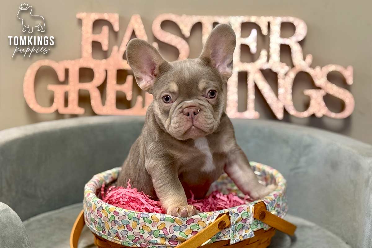 Gus, the Happy Charmer