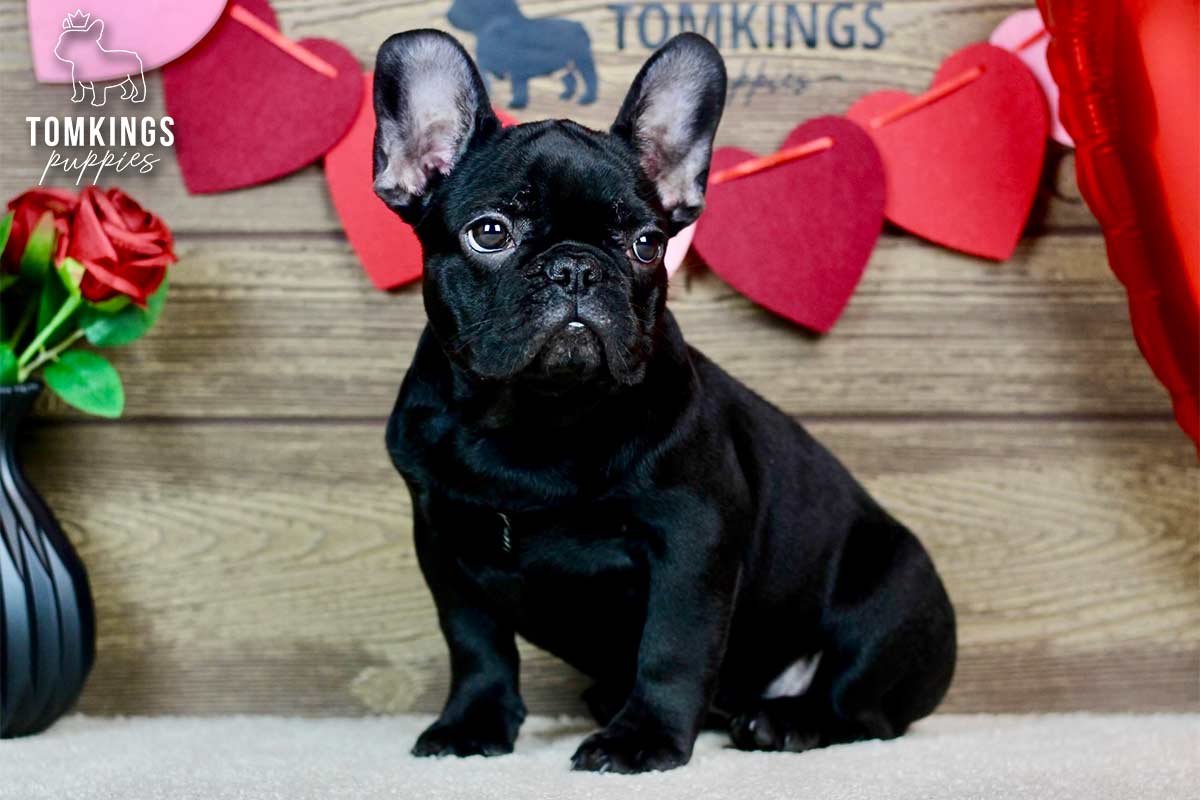 Hannah, the Snuggle Specialist