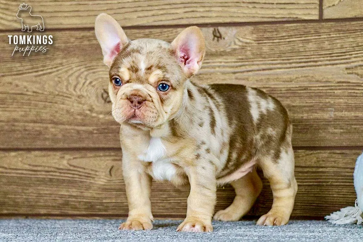 Lainey, the Loyal Companion