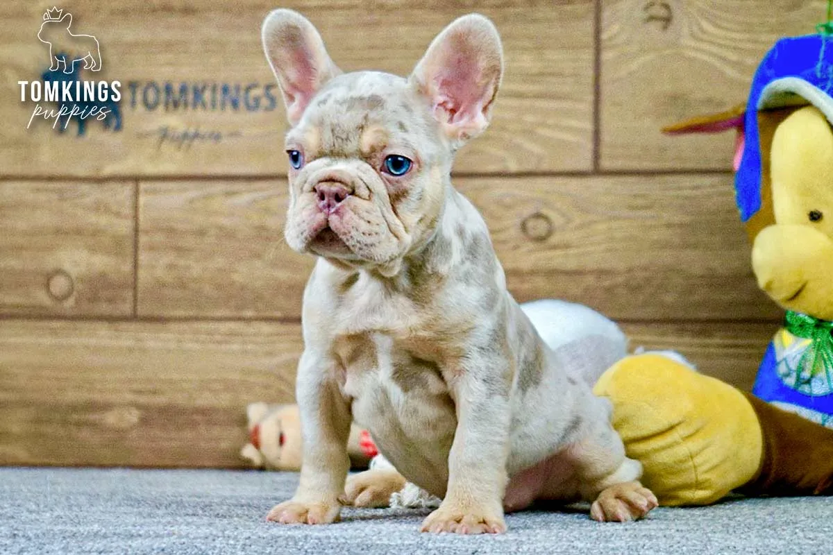 Logan, the Snuggle Sergeant